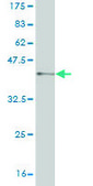 Monoclonal Anti-VRK1 antibody produced in mouse clone 4F9, purified immunoglobulin, buffered aqueous solution
