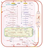 Glycolysis/Gluconeogenesis Metabolite Library