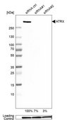 Anti-ATRX antibody produced in rabbit Prestige Antibodies&#174; Powered by Atlas Antibodies, affinity isolated antibody, buffered aqueous glycerol solution