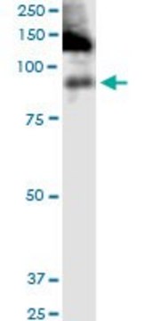 Monoclonal Anti-ITGB2 antibody produced in mouse clone 3C7, purified immunoglobulin, buffered aqueous solution