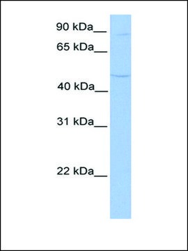 Anti-TMTC2 antibody produced in rabbit affinity isolated antibody