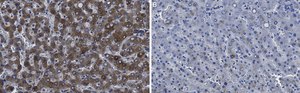 Anti-Factor IX Antibody, clone 1C9 ZooMAb&#174; Rabbit Monoclonal recombinant, expressed in HEK 293 cells