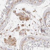 Anti-PROS1 antibody produced in rabbit Prestige Antibodies&#174; Powered by Atlas Antibodies, affinity isolated antibody, buffered aqueous glycerol solution