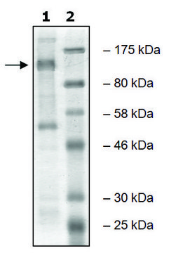 EZH2 human recombinant, expressed in baculovirus infected Sf9 cells, &#8805;49% (SDS-PAGE)