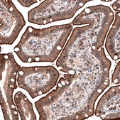Anti-LMO7 antibody produced in rabbit Prestige Antibodies&#174; Powered by Atlas Antibodies, affinity isolated antibody, buffered aqueous glycerol solution