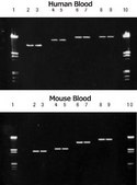 DNA Isolation Kit for Mammalian Blood kit of for 25 reactions