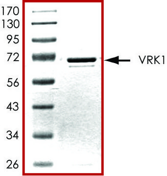 VRK1, active, GST tagged human PRECISIO&#174; Kinase, recombinant, expressed in baculovirus infected Sf9 cells, &#8805;70% (SDS-PAGE), buffered aqueous glycerol solution