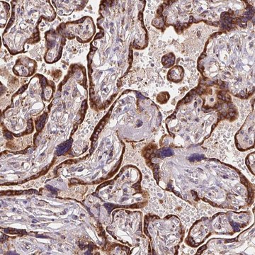 Anti-KLHL20 antibody produced in rabbit Prestige Antibodies&#174; Powered by Atlas Antibodies, affinity isolated antibody, buffered aqueous glycerol solution