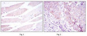 Anti-BMR2 Antibody, clone 3F6 ascites fluid, clone 3F6, from mouse