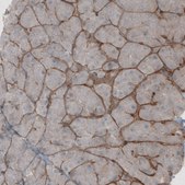 Monoclonal Anti-LAMB1 antibody produced in mouse Prestige Antibodies&#174; Powered by Atlas Antibodies, clone CL2970, purified immunoglobulin, buffered aqueous glycerol solution
