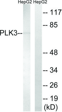 Anti-PLK3 antibody produced in rabbit affinity isolated antibody