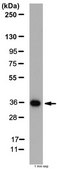 Anti-ISL-1 Antibody from rabbit, purified by affinity chromatography