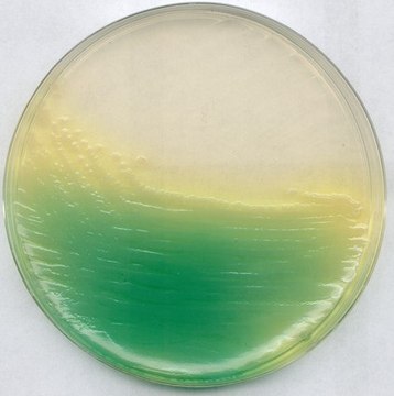 KING agar B (base) (Dansk Standard) suitable for microbiology