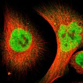 Anti-ZMYM3 antibody produced in rabbit Prestige Antibodies&#174; Powered by Atlas Antibodies, affinity isolated antibody, buffered aqueous glycerol solution