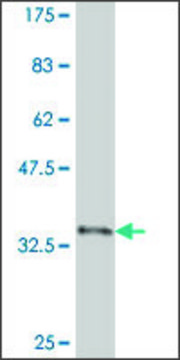Monoclonal Anti-CDX4 antibody produced in mouse clone 3F11, purified immunoglobulin, buffered aqueous solution