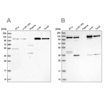 Anti-USO1 antibody produced in rabbit Prestige Antibodies&#174; Powered by Atlas Antibodies, affinity isolated antibody