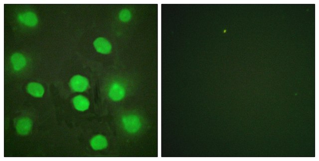 Anti-GATA4 antibody produced in rabbit affinity isolated antibody