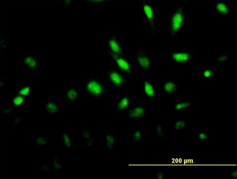 Monoclonal Anti-MAPK6, (C-terminal) antibody produced in mouse clone 4C11, purified immunoglobulin, buffered aqueous solution