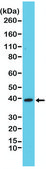 Anti-p38 MAPK antibody, Rabbit monoclonal recombinant, expressed in HEK 293 cells, clone RM245, purified immunoglobulin