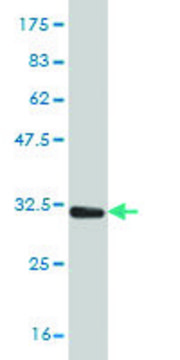 Monoclonal Anti-PLP1 antibody produced in mouse clone 4H8, purified immunoglobulin, buffered aqueous solution