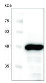 Next Generation Cell Free Protein Expression Kit (Wheat Germ) An Eukaryotic Cell Free Protein Expression system (CFPE/CFPS) with High Yield and Excellent Scalability, 50 reactions
