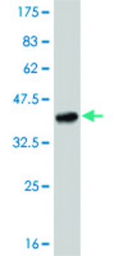 Monoclonal Anti-TLR8 antibody produced in mouse clone 4C6, purified immunoglobulin, buffered aqueous solution