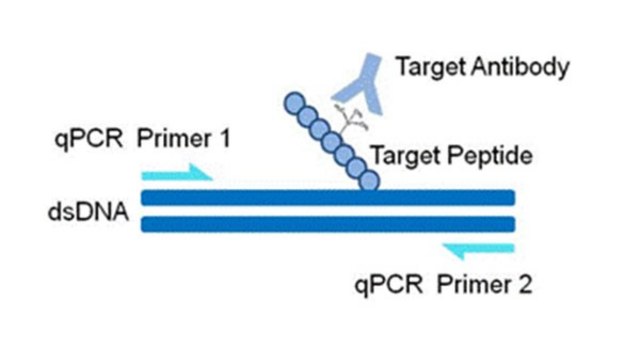 AccuChIP Acetyl-Histone H3 (Lys9) Chromatin Immunoprecipitation Internal Control target-specific spike-in controls that make ChIP experiments more quantitative and accurate