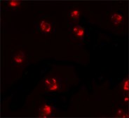 Anti-PIWIL2 antibody produced in rabbit affinity isolated antibody