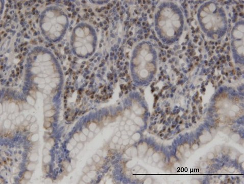 Monoclonal Anti-USO1 antibody produced in mouse clone 3F4, purified immunoglobulin, buffered aqueous solution