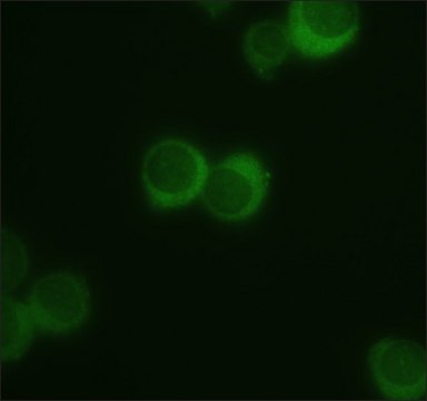 Anti-Spred-2 antibody produced in rabbit ~1&#160;mg/mL, affinity isolated antibody, buffered aqueous solution