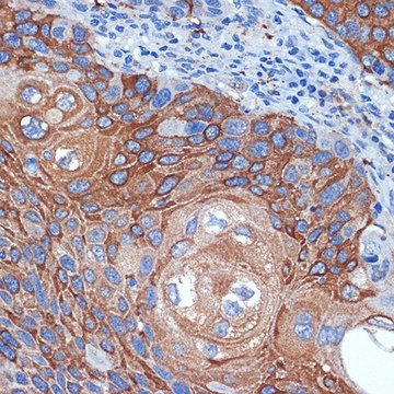 Anti-BCL2L12 antibody produced in rabbit