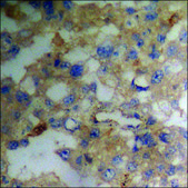 Anti-phospho-Survivin (pThr34) antibody produced in rabbit affinity isolated antibody