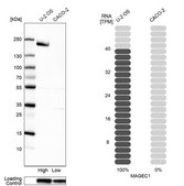Anti-MAGEC1 antibody produced in rabbit Prestige Antibodies&#174; Powered by Atlas Antibodies, affinity isolated antibody, buffered aqueous glycerol solution
