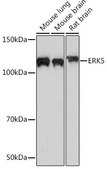 Anti-ERK5 Antibody, clone 5C1P5, Rabbit Monoclonal