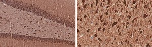 Anti-MAP2 Antibody, clone 3C19, ZooMAb&#174; Rabbit Monoclonal recombinant, expressed in HEK 293 cells