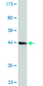 Monoclonal Anti-MRE11A antibody produced in mouse clone 3H4-F4, purified immunoglobulin, buffered aqueous solution