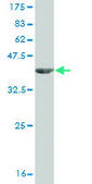 Monoclonal Anti-IL1B antibody produced in mouse clone 2A8, purified immunoglobulin, buffered aqueous solution