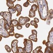 Anti-CDK16 antibody produced in rabbit Prestige Antibodies&#174; Powered by Atlas Antibodies, affinity isolated antibody, buffered aqueous glycerol solution