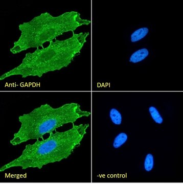 Anti-GAPDH, C-Terminal antibody produced in goat affinity isolated antibody, buffered aqueous solution