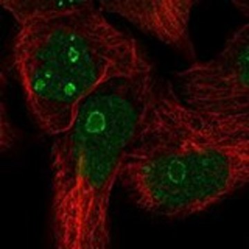 Anti-FAM3A antibody produced in rabbit Prestige Antibodies&#174; Powered by Atlas Antibodies, affinity isolated antibody, buffered aqueous glycerol solution