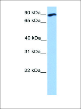 Anti-WDFY3 antibody produced in rabbit affinity isolated antibody