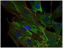 Monoclonal Anti-AHNAK1 antibody produced in mouse clone EM-09