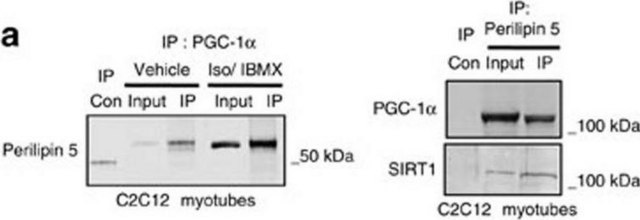 Anti-Sirt1(Sir2) Antibody Upstate&#174;, from rabbit