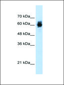 Anti-NRF1 antibody produced in rabbit IgG fraction of antiserum
