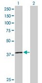 Anti-H2AFY2 antibody produced in rabbit purified immunoglobulin, buffered aqueous solution