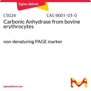 Carbonic Anhydrase from bovine erythrocytes non-denaturing PAGE marker