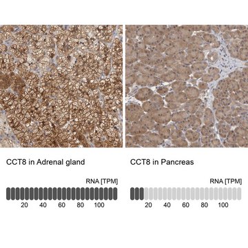 Anti-CCT8 antibody produced in rabbit Prestige Antibodies&#174; Powered by Atlas Antibodies, affinity isolated antibody, buffered aqueous glycerol solution