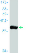 Monoclonal Anti-AKT2 antibody produced in mouse clone 1B3, purified immunoglobulin, buffered aqueous solution