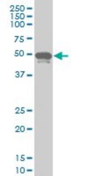 ANTI-PHF1 antibody produced in mouse clone 4F5, purified immunoglobulin, buffered aqueous solution