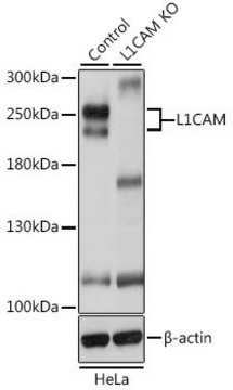 Anti-L1CAM antibody produced in rabbit